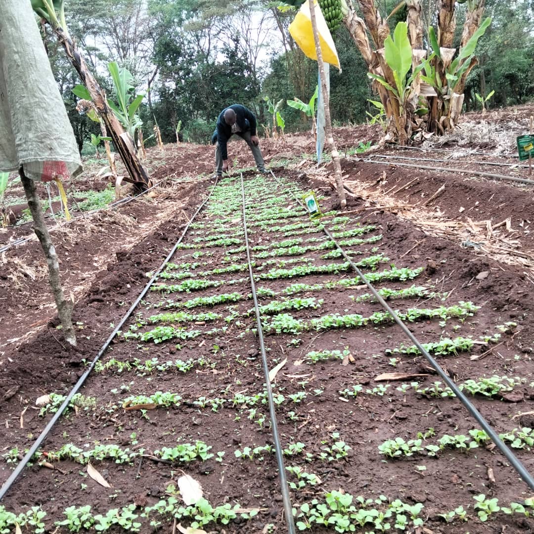 Garden planting